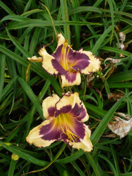 hemerocallis sabine bauer