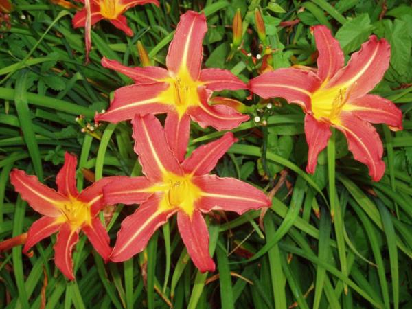 hemerocallis sammy russell