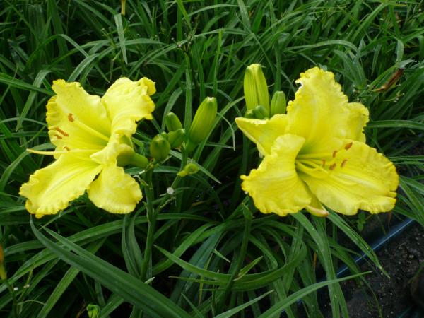 hemerocallis siloam amazing grac