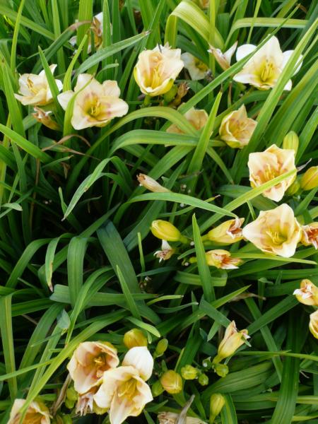 hemerocallis siloam baby talk