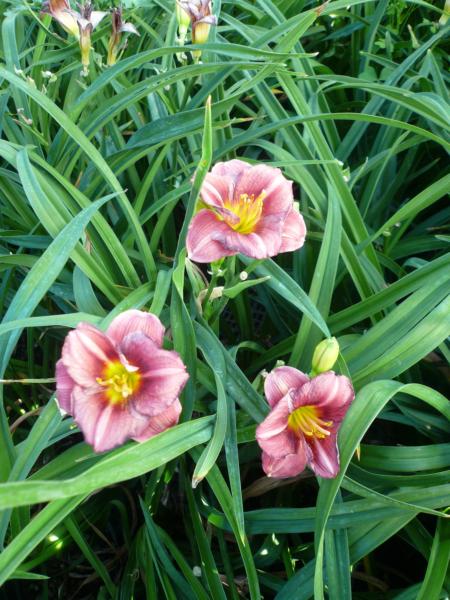 hemerocallis siloam grace stamil