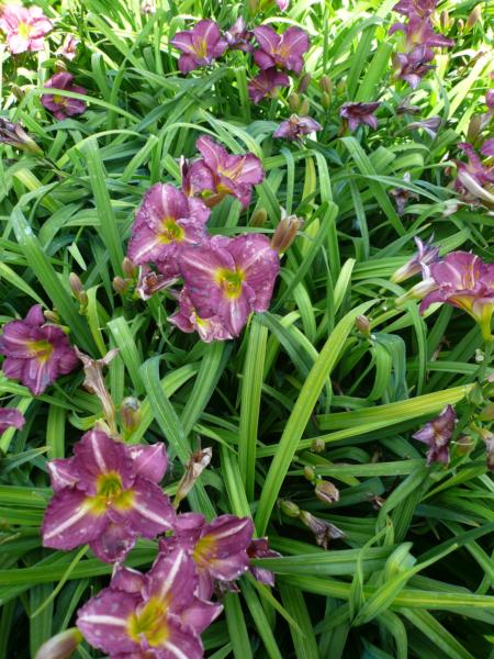 hemerocallis siloam royal prince