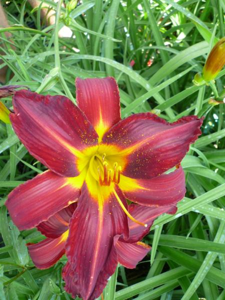 hemerocallis stafford