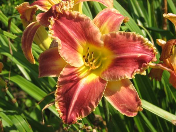 hemerocallis startle
