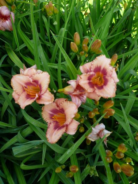 hemerocallis strawberry candy