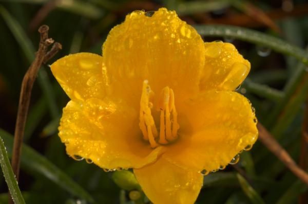 hemerocallis stella d'oro