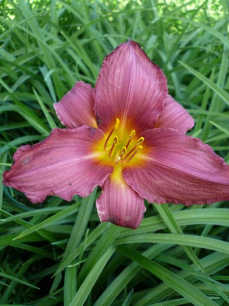 hemerocallis summer wine