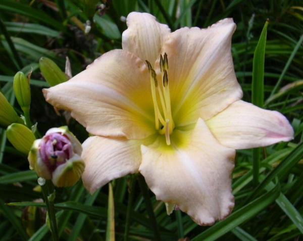 hemerocallis tonya gay