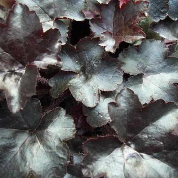 heuchera blackout