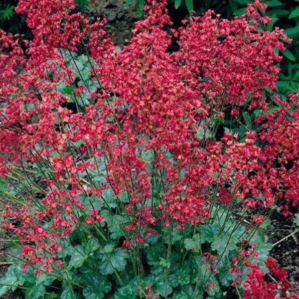 heuchera blood red