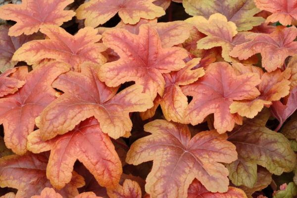 heucherella brass lanterns 