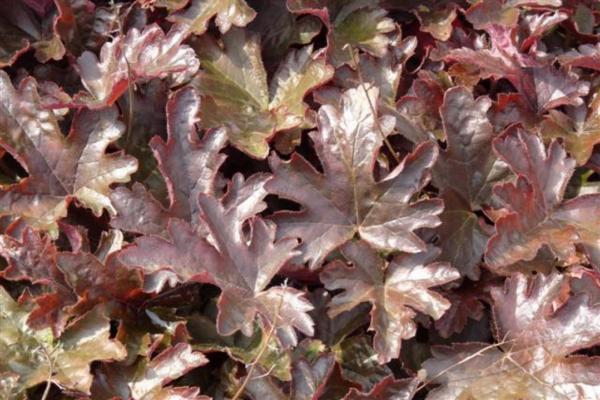heucherella burnished bronze 