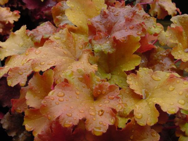 heuchera caramel