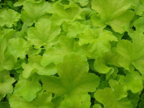 heuchera citronelle