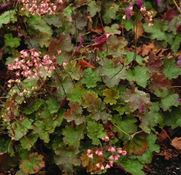 heuchera fireworks