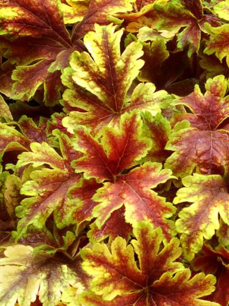 heucherella golden zebra 