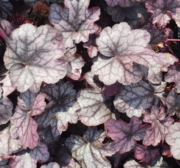 heuchera happy purple 