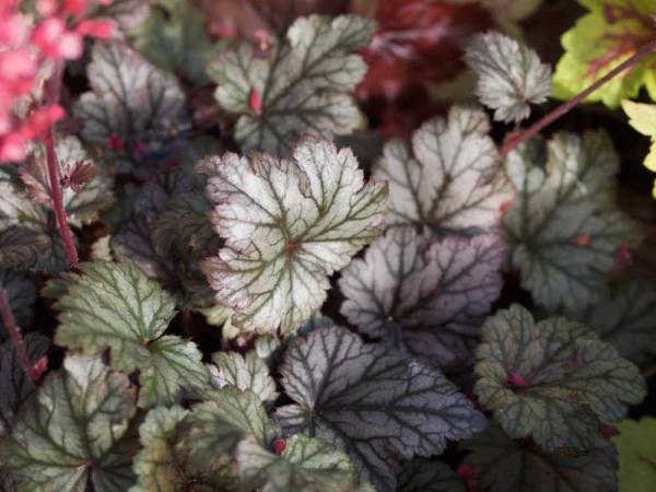 heuchera milan 