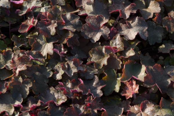 heuchera micrantha palace purple