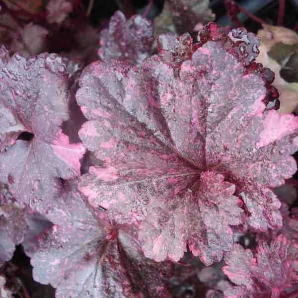 heuchera midnight rose 