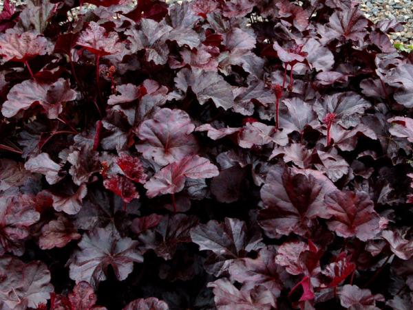 heuchera obsidian