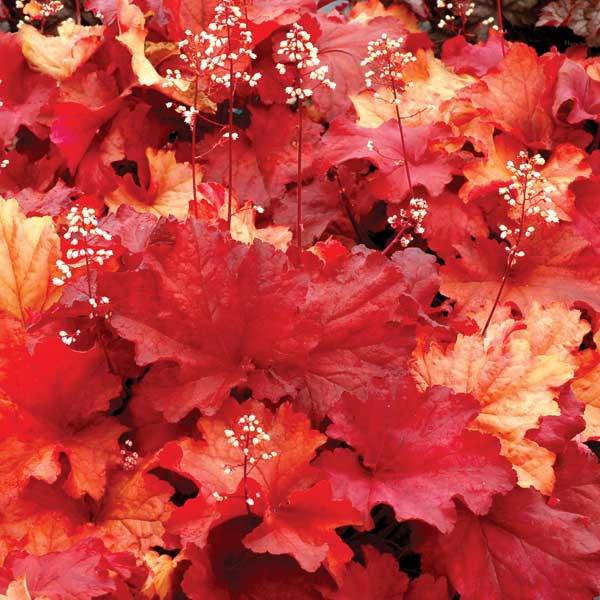heuchera paprika