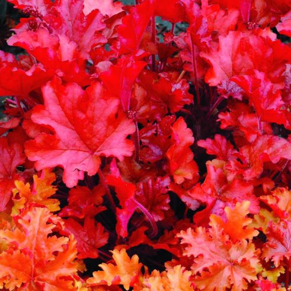 heuchera peach crisp
