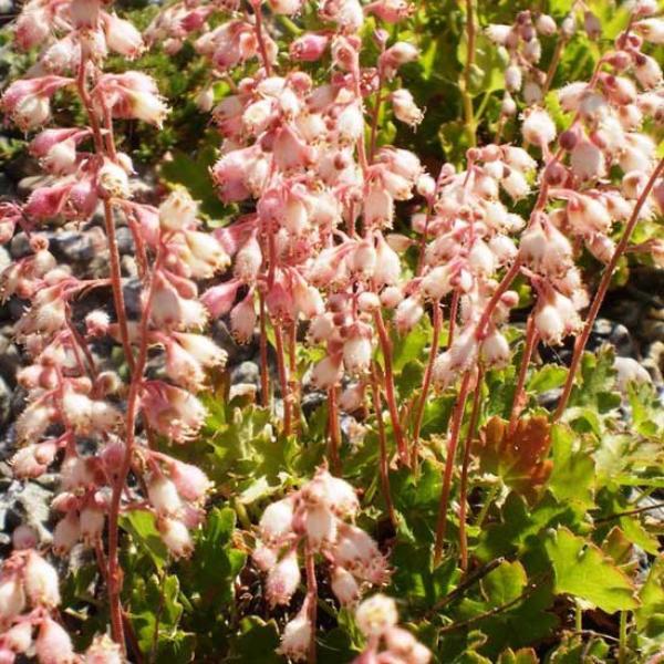 heuchera pulchella 