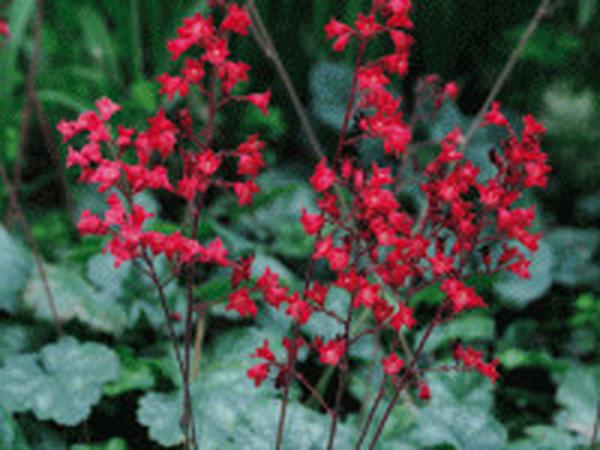 heuchera sanguinea coral petite 