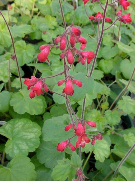heuchera sanguinea