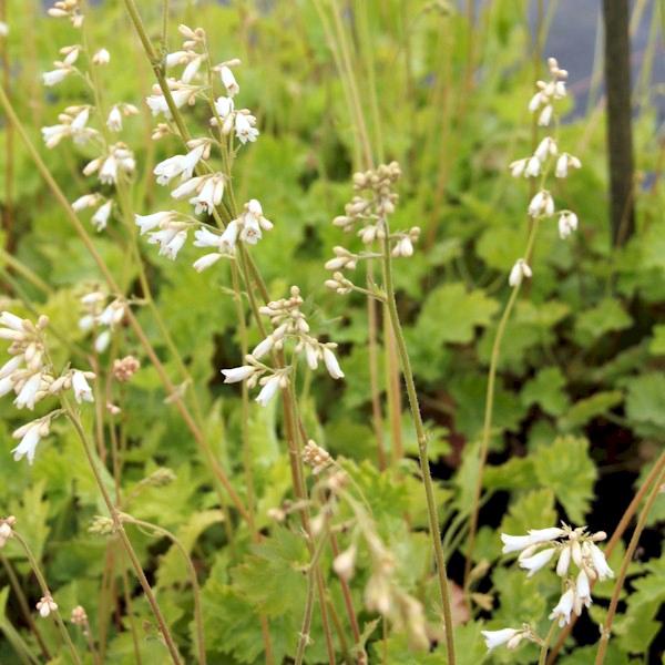 heuchera sanguinea white cloud