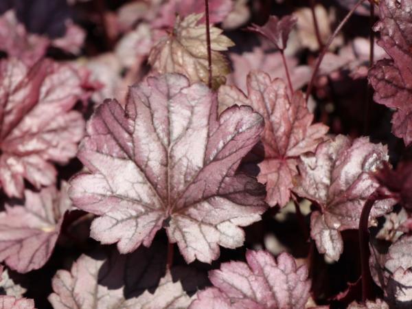heuchera shangai