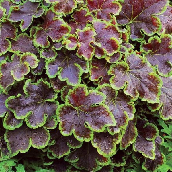 heucherella solar eclipse