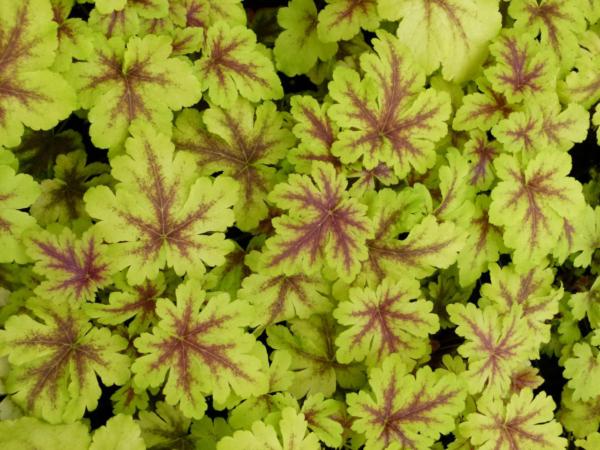 heucherella solar power 