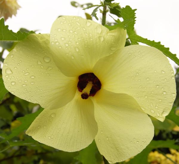 hibiscus manihot 