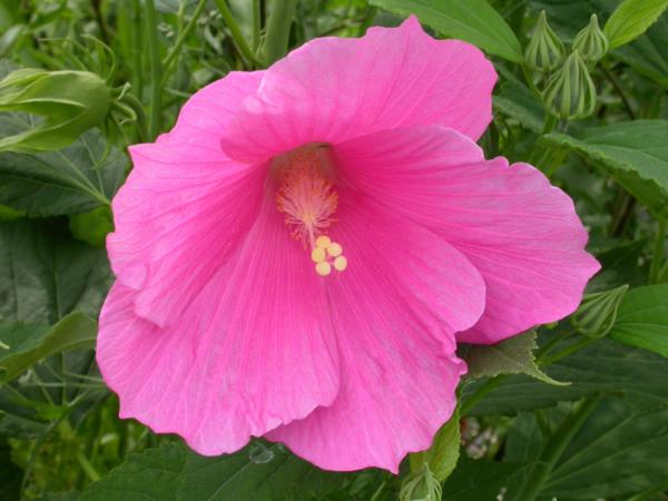 hibiscus palustris