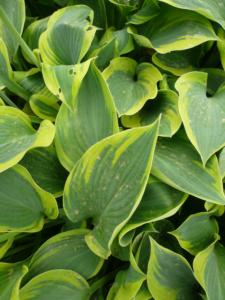 hosta alex summers