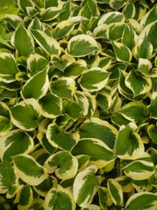 hosta anne