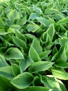 hosta antioch