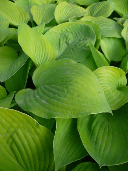 hosta august moon