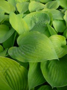 hosta august moon