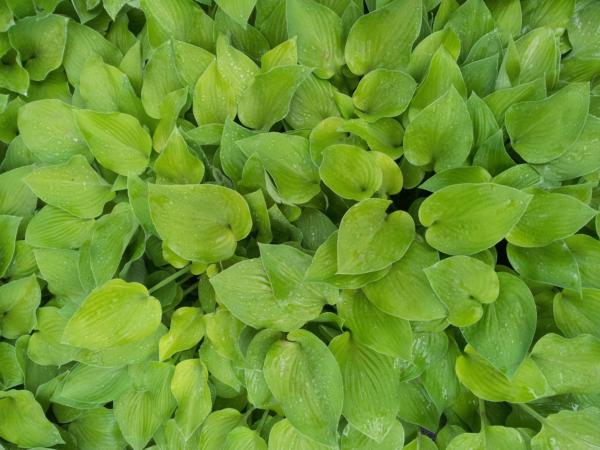 hosta birchwood parky's gold