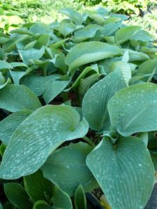 hosta blue angel