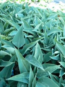 hosta blue arrow