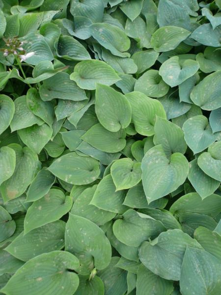 hosta blue boy