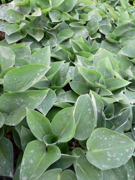 hosta blue cadet