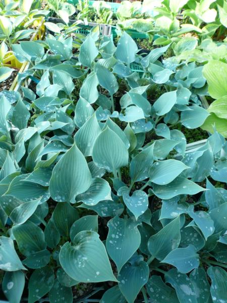 hosta blue edger