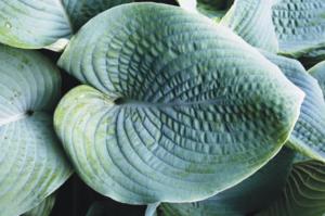 hosta blue mammoth 