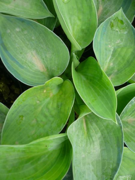 hosta blue shadows