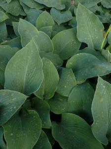 hosta blue umbrellas